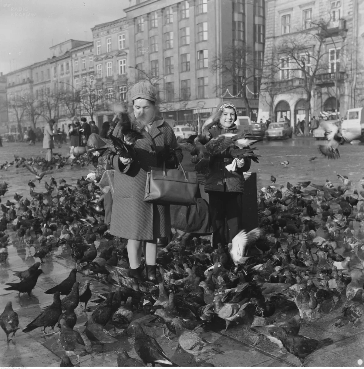 Krakowskie gołębie