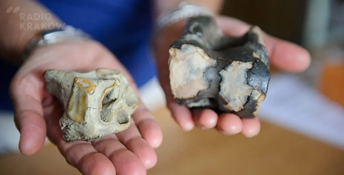Prehistoryczne znalezisko na dnie Dunajca k. Tarnowa
