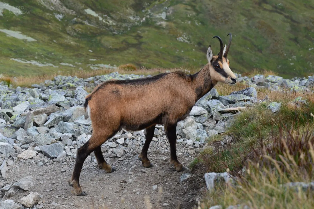 Tatry: do zimy niedaleko, a niektóre gatunki zwierząt mają czas godów