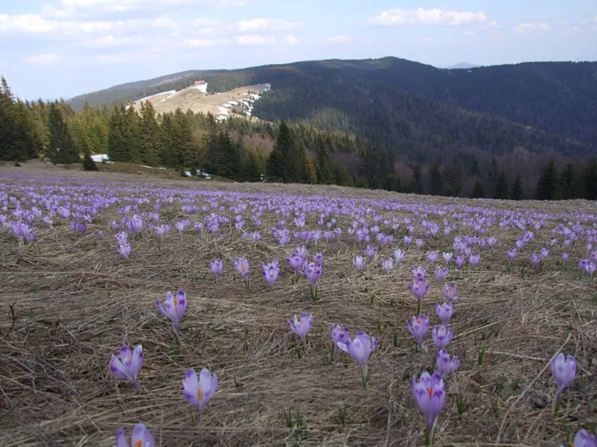 W Pieninach i Gorcach niewielki ruch turystyczny