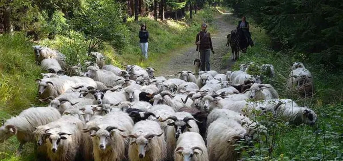 Niezwykła wędrowka górali przez Karpaty zakończona