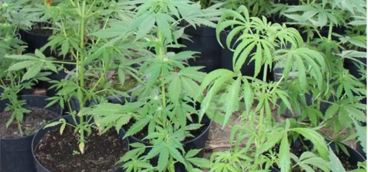 60-letni plantator konopi indyjskich zatrzymany przez policję