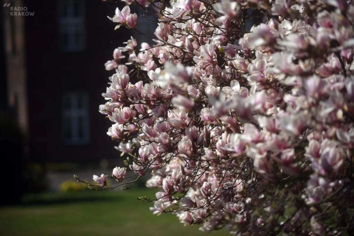 Zakwitły magnolie wawelskie