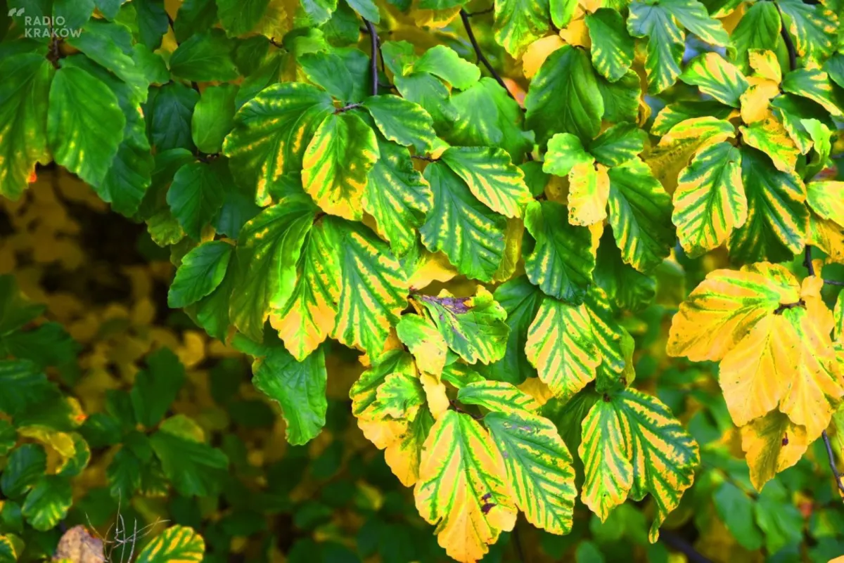 Jesień w Ogrodzie Botanicznym