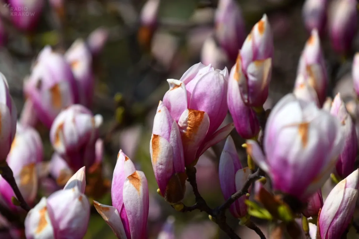 Magnolie wawelskie