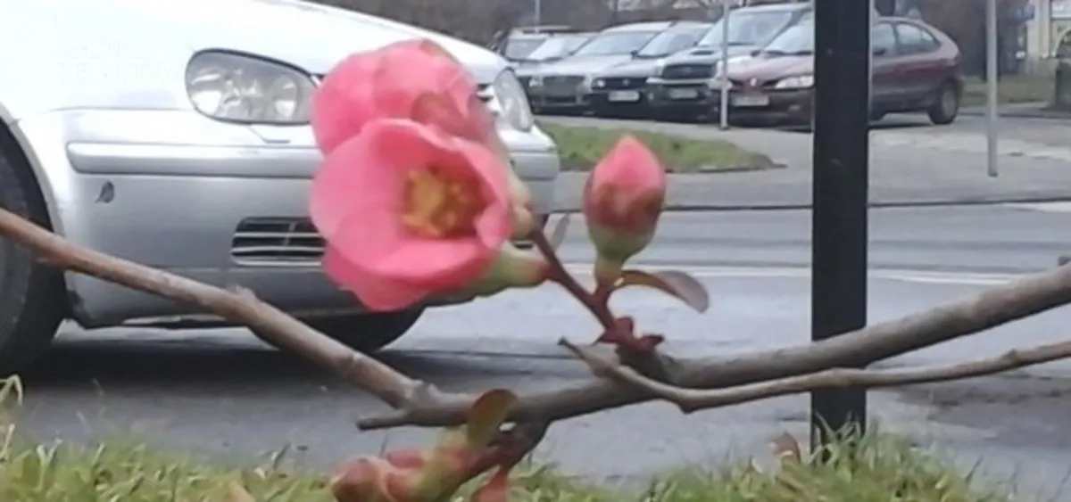Wiosenna zima. Na drzewach i krzewach są pierwsze pąki