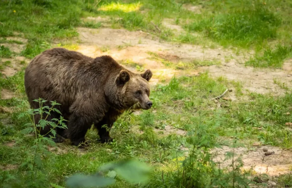 Uwaga na niedźwiedzia! Leśnicy radzą omijać popularny szlak