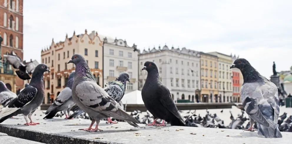Jakie będzie Stare Miasto i Kazimierz po pandemii?
