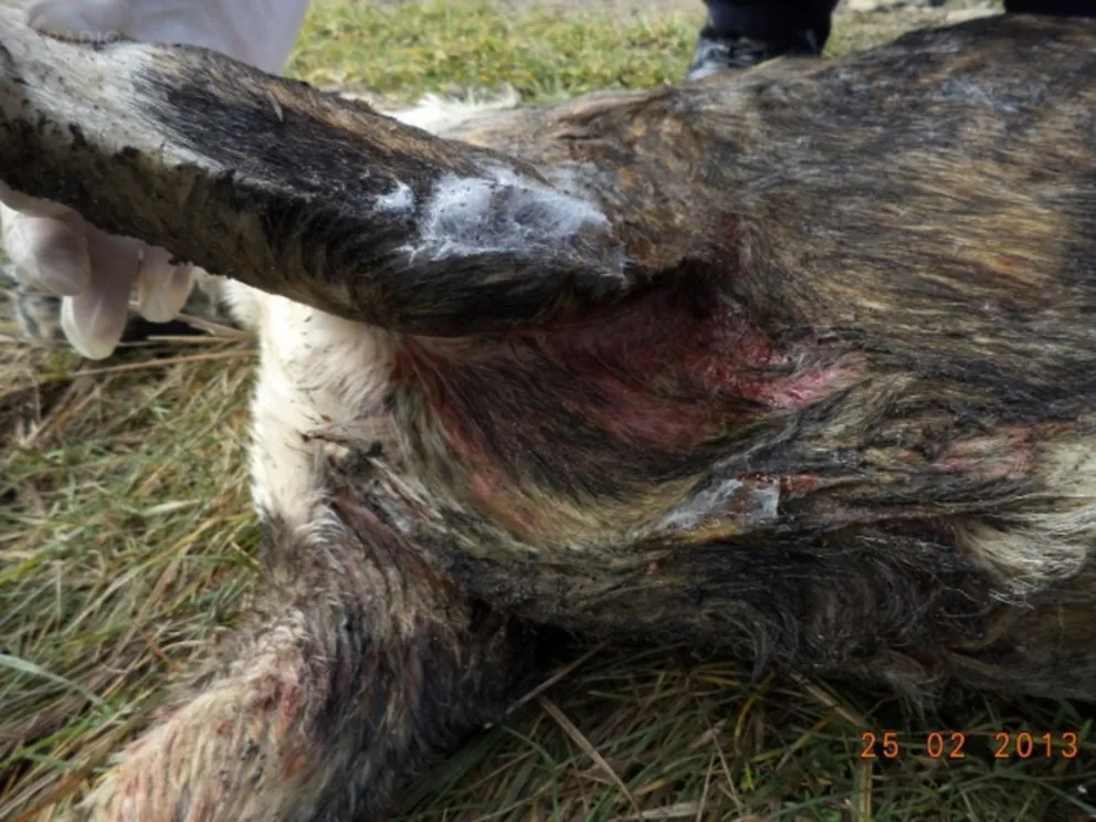 Pies związany i porzucony w Wilamowicach niedaleko granicy Śląska i Małopolski/ źródło: http://otozanimalsoswiecim.pl