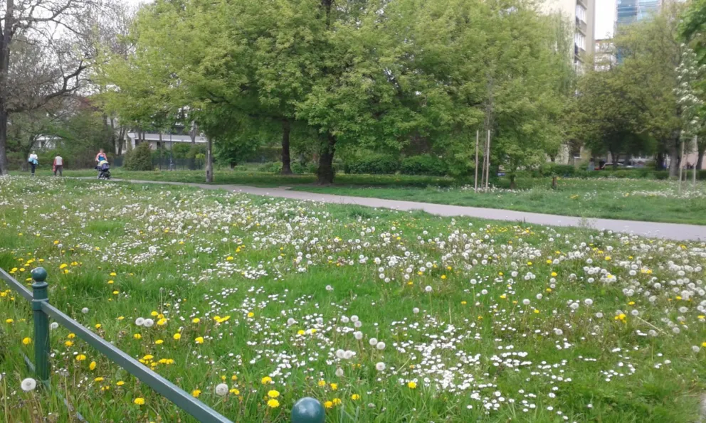 Tym razem działkę w parku Młynówka Królewska zasiedziało... miasto
