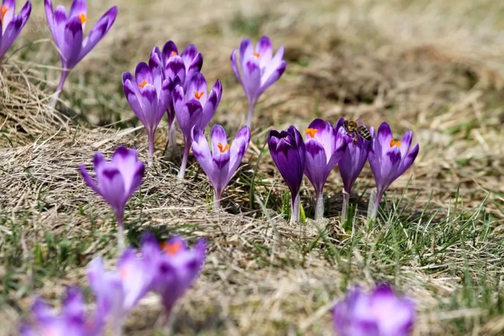 Krokusy w Tatrach/fot: Przemek Bolechowski