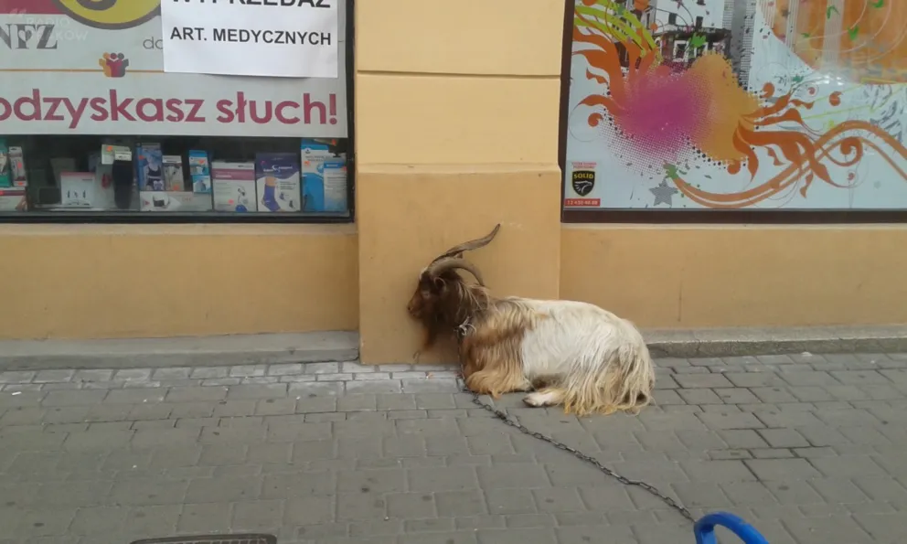 Kraków: wyszli na spacer z kozą, zostawili ją przy ul. Długiej