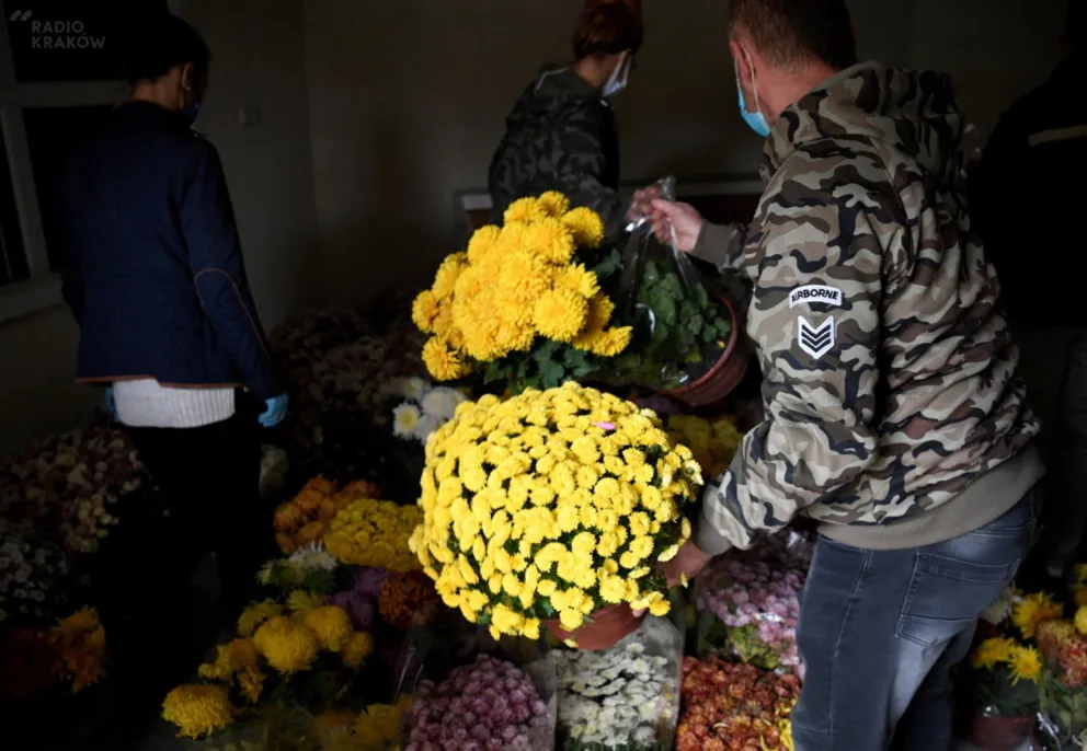 ARiMR rozdaje chryzantemy. Akcja trwa do 12 listopada