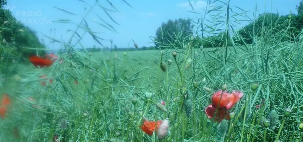 Między drogą na lotnisko a Kryspinowem