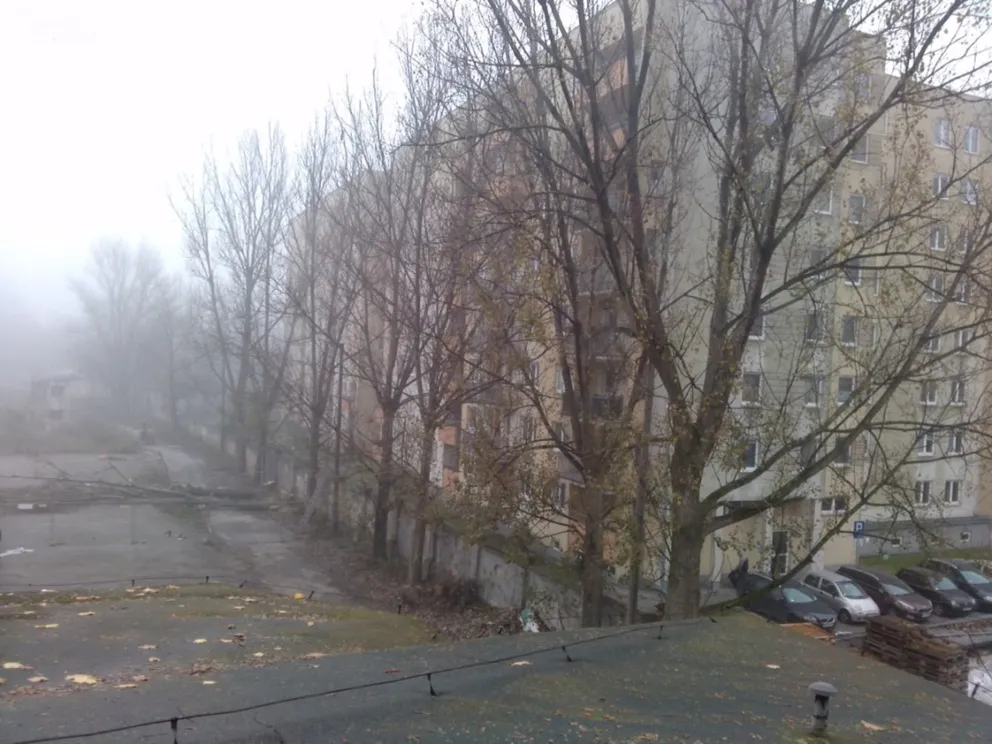 Dlaczego wycięto topole na ul. Mogilskiej?