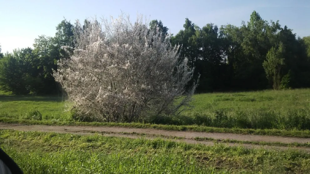 To drzewo wygląda niewiarygodnie, ale chyba trzeba je ratować