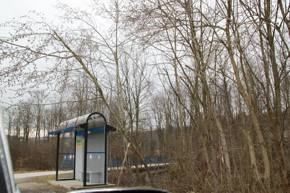 Drzewo podparte na kijku, czyli absurd w gm. Budzów