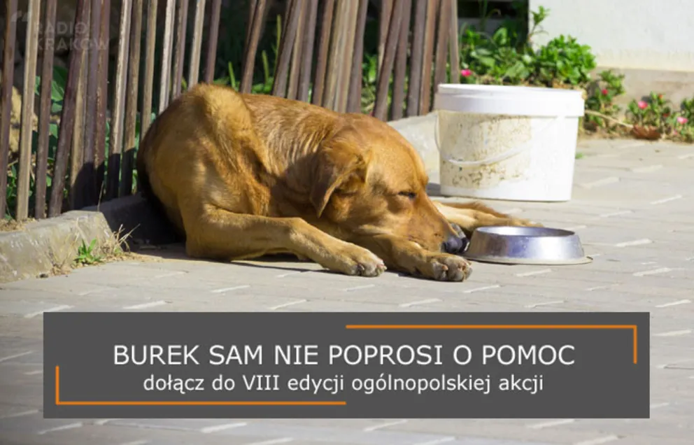 VIII edycja akcji "Burek sam nie poprosi o pomoc"