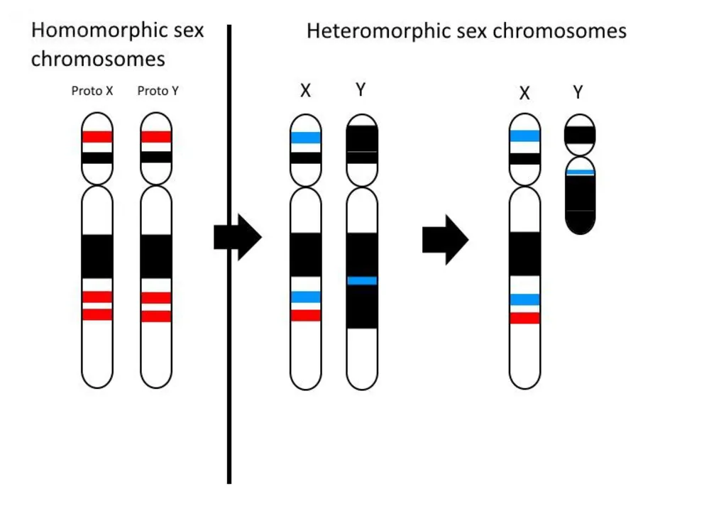 Badania ewolucji chromosomu Y