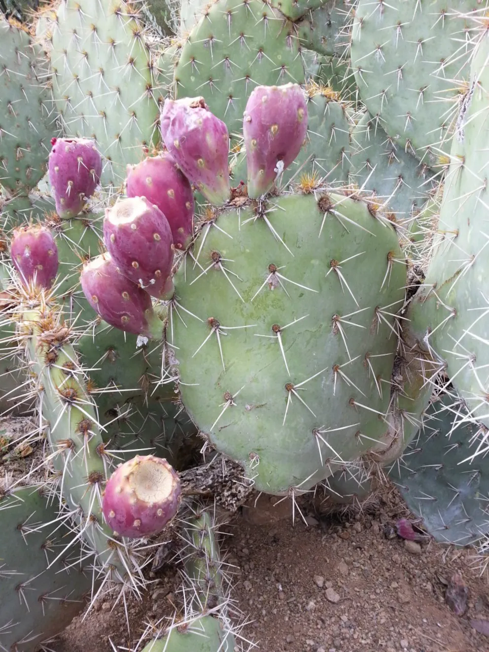 Opuntia robusta - trójpłciowy kaktus