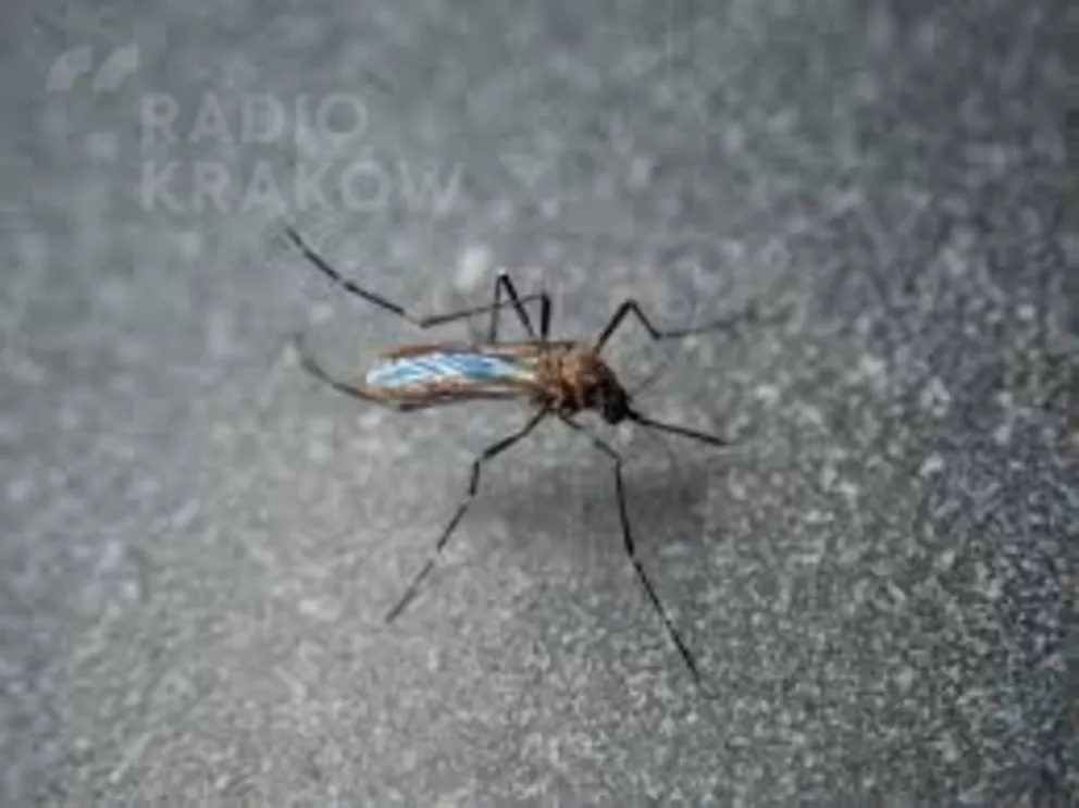 Badania symbiozy owadów i mikroorganizmów