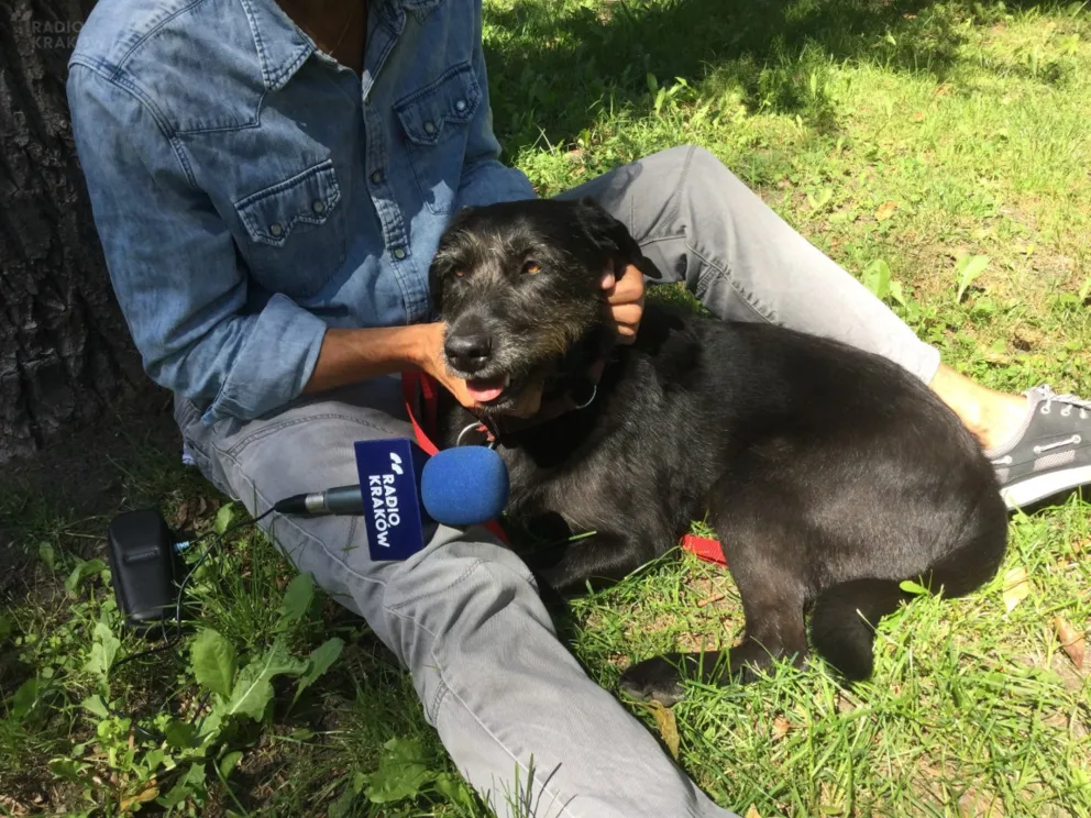 Psie adopcje: historia Grzegorza Bernasika i Ghany