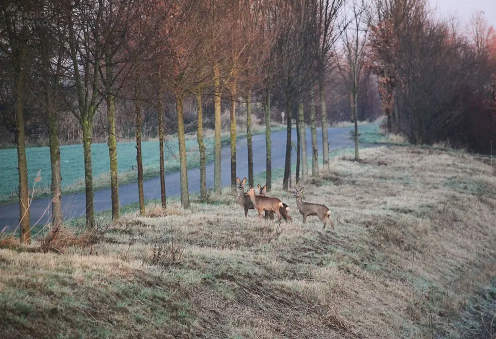 Wypadek z udziałem zwierzęcia. Sprawdź, czy otrzymasz odszkodowanie