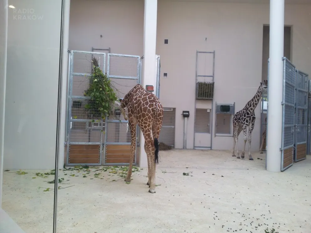 Żyrafy z krakowskiego ZOO