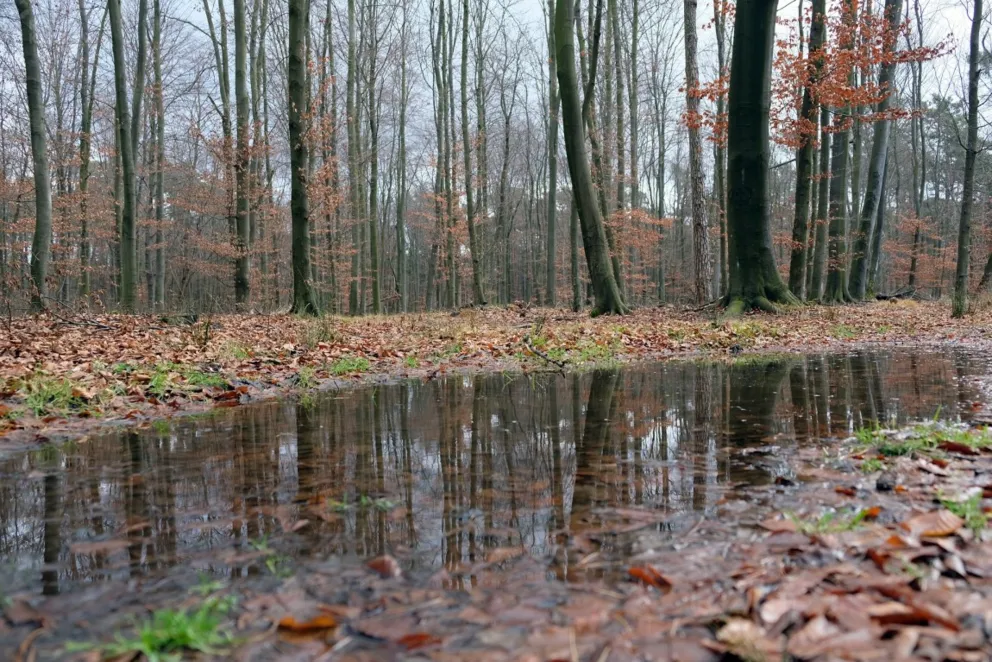 Od soboty zakaz wstępu do Puszczy Niepołomickiej