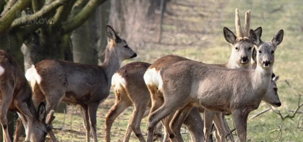 Polowania - dbałość o naturę czy rozrywka dla sadystów?