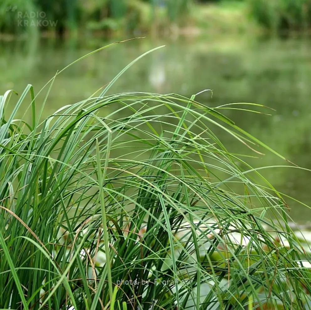 Jesienny urok traw