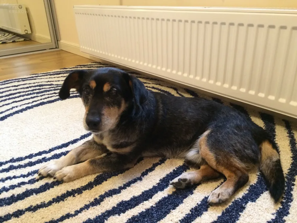 Udana adopcja psiego seniora