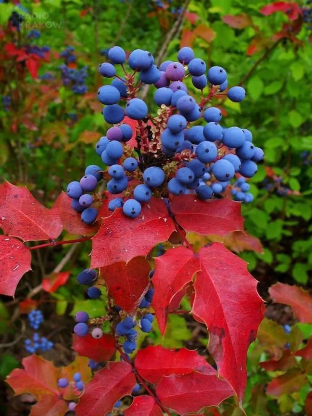 Mahonia pospolita - krzew ciekawy, ale nieco zapomniany
