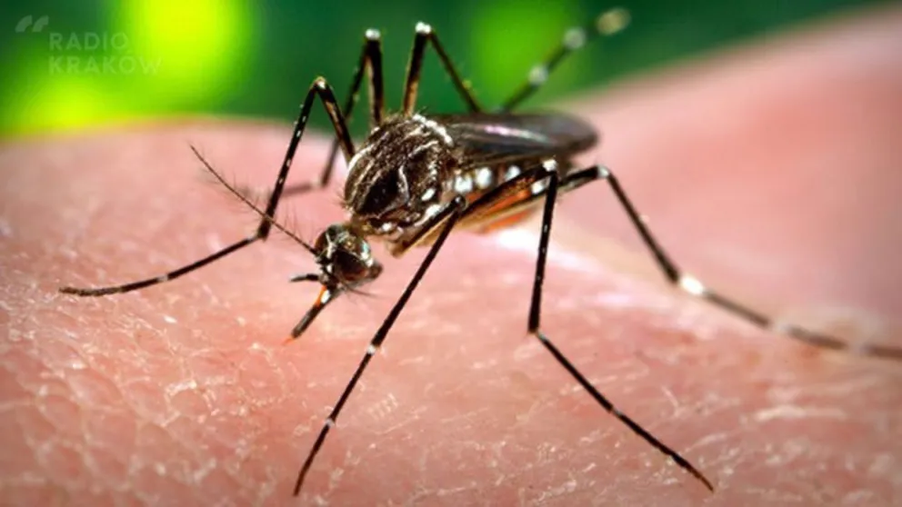 Niezwykle groźny wirus Zika