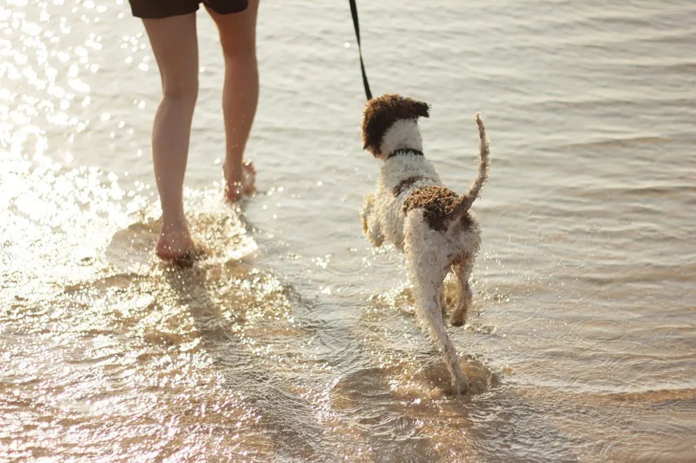 Petsitter czy hotel? Co zrobić z psem lub kotem, gdy wyjeżdżamy na wakacje?
