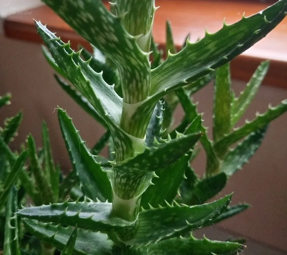 O uprawie aloesu
