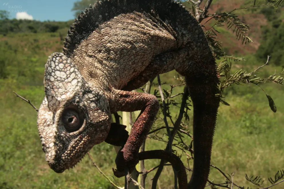 Madagaskar