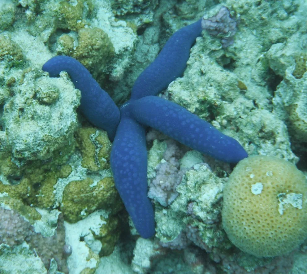 Raratonga