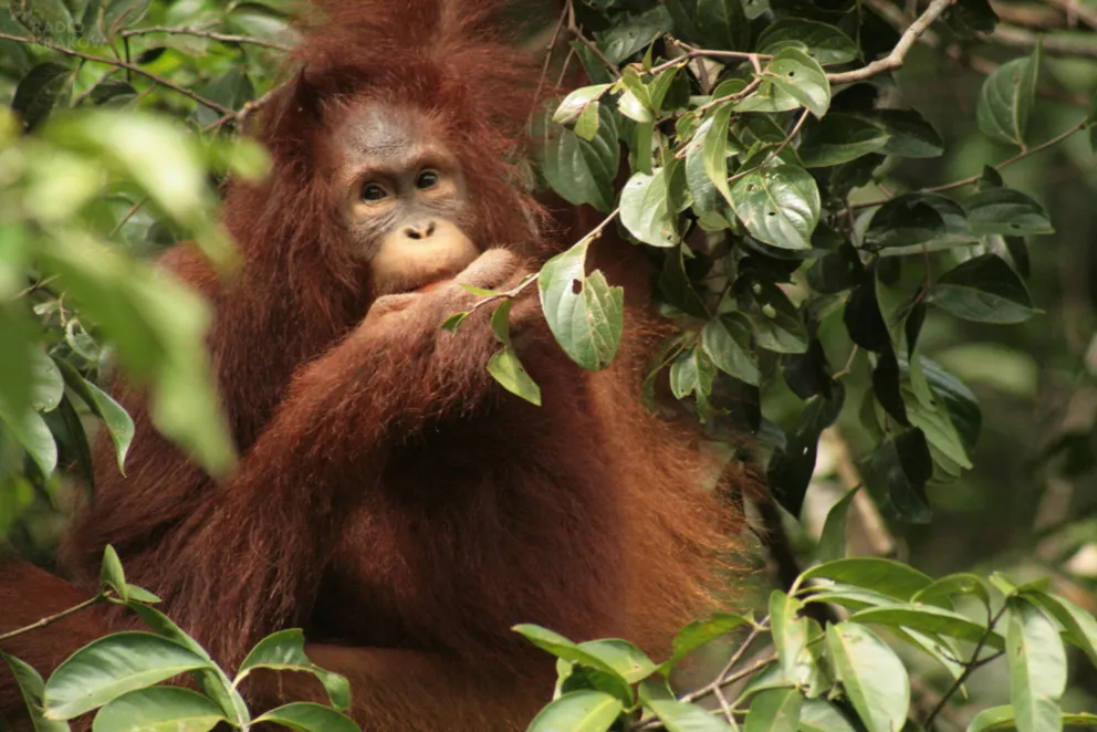 Borneo