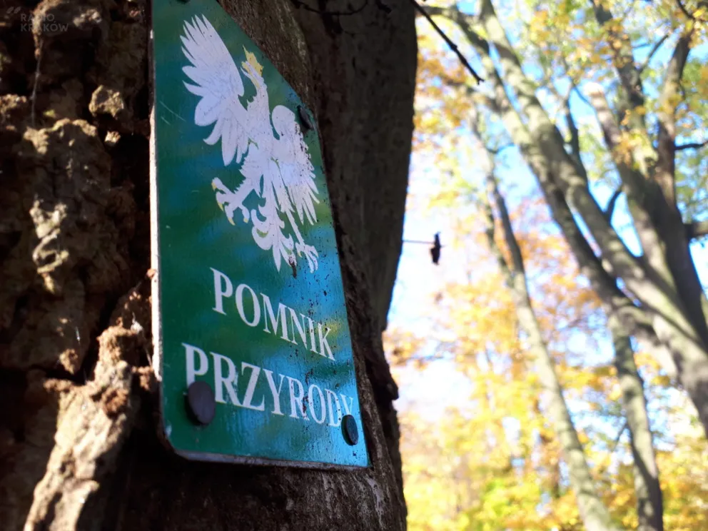 Kiedy drzewo staje się pomnikiem przyrody? 