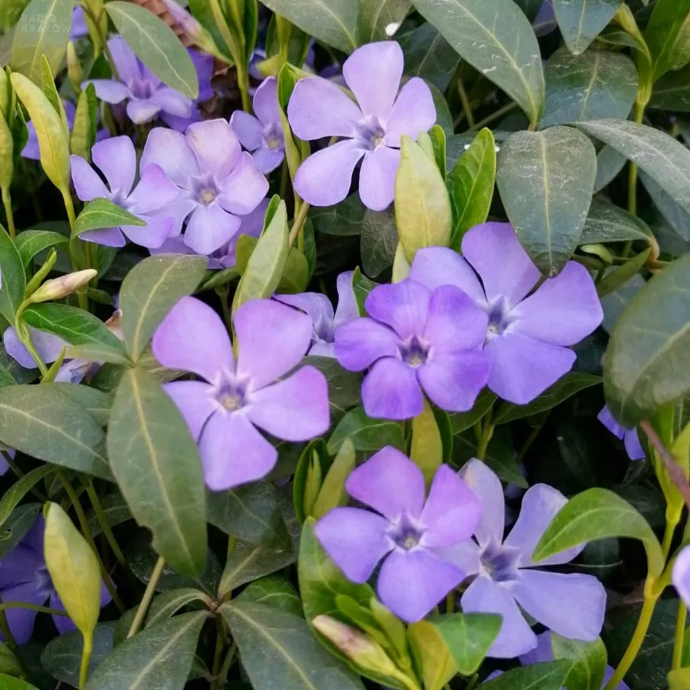 O BARWINKU prawie wszystko