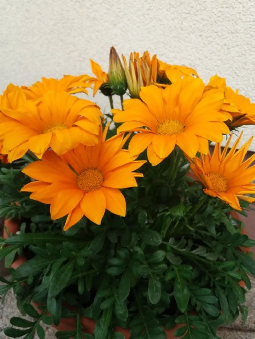 Ogródkowa "gerbera"