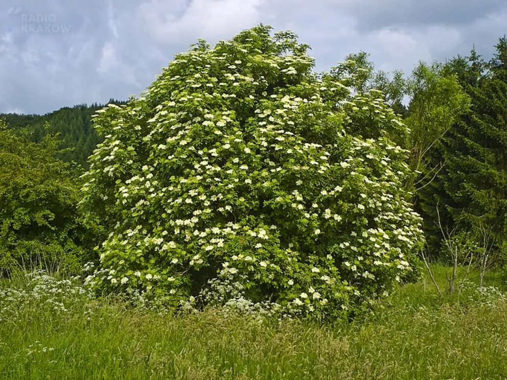 Bez lekarski