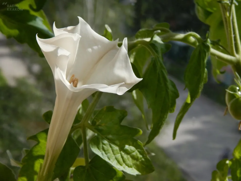 Trąby anielskie