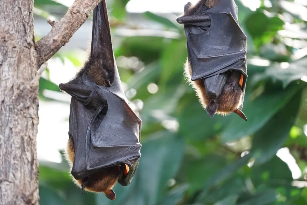 Jak słyszą nietoperze?