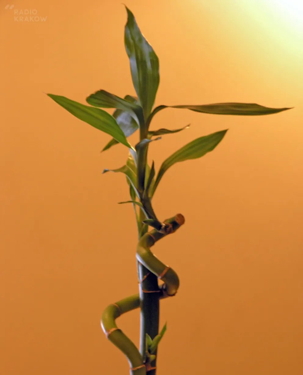 LUCKY BAMBOO