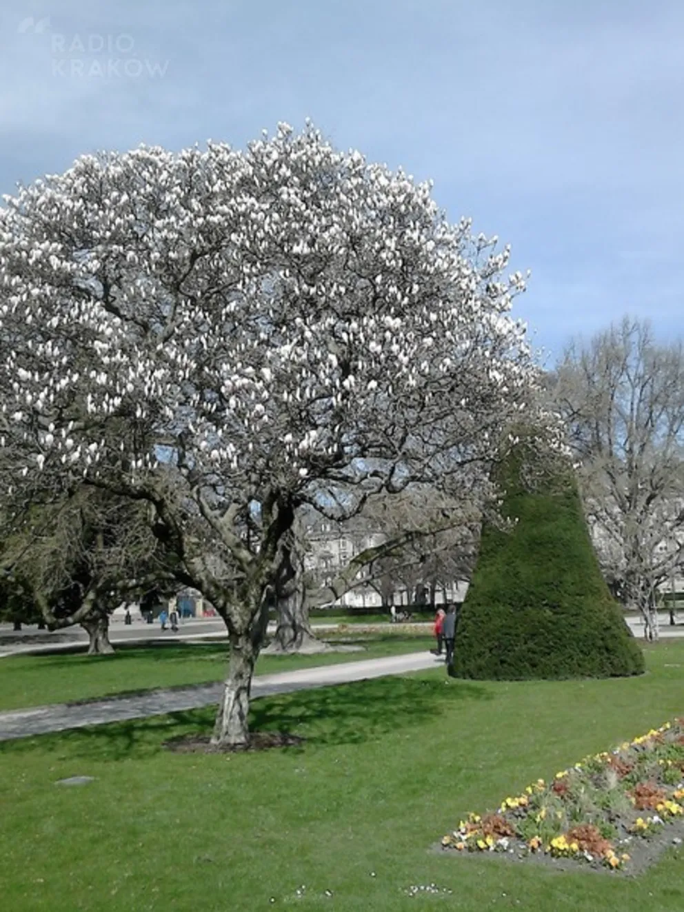 Zielono mi: magnolie - drzewa z pąkami niczym egzotyczne motyle