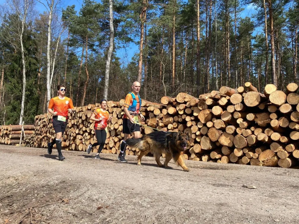 Jest kompromis w sprawie wycinek drzew w Puszczy Dulowskiej