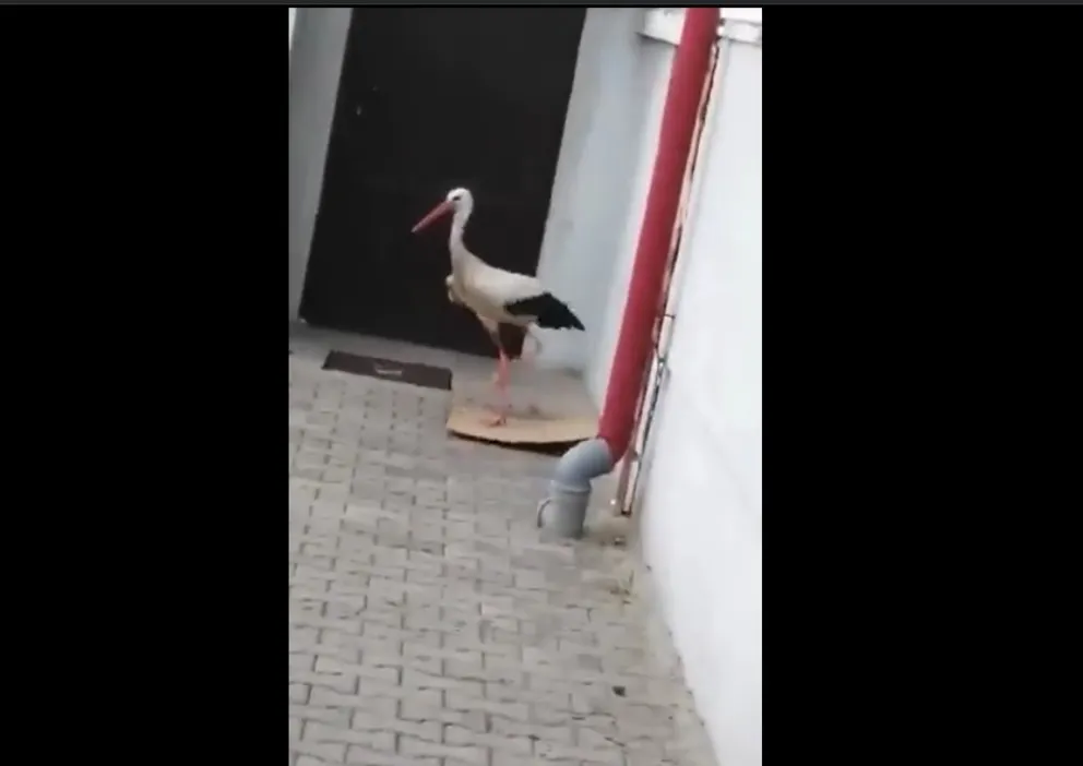 Bocian dobijał się do spytkowickiego urzędu. W sobotę było nieczynne. WIDEO