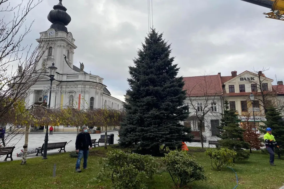 Wadowice: choinka już stoi na rynku